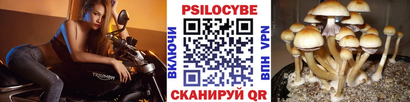 Галлюциногенные грибы Psilocybine cubensis Называевск